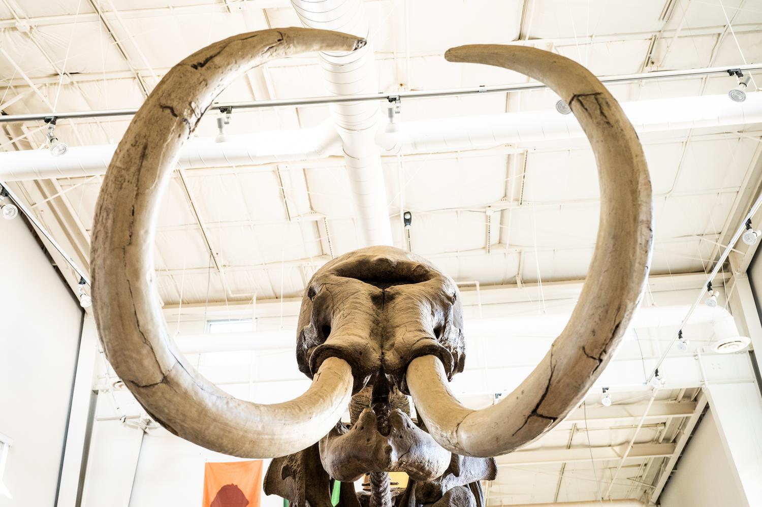Dig For Artifacts + Meet a Mammoth at Fossil Discovery Center
